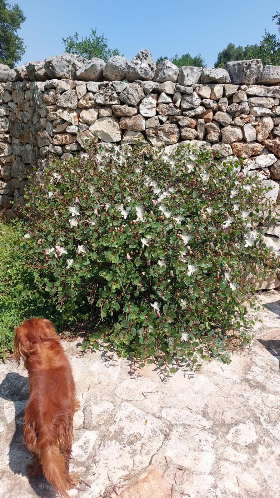 Trulli Aurasia Ostuni Exterior foto